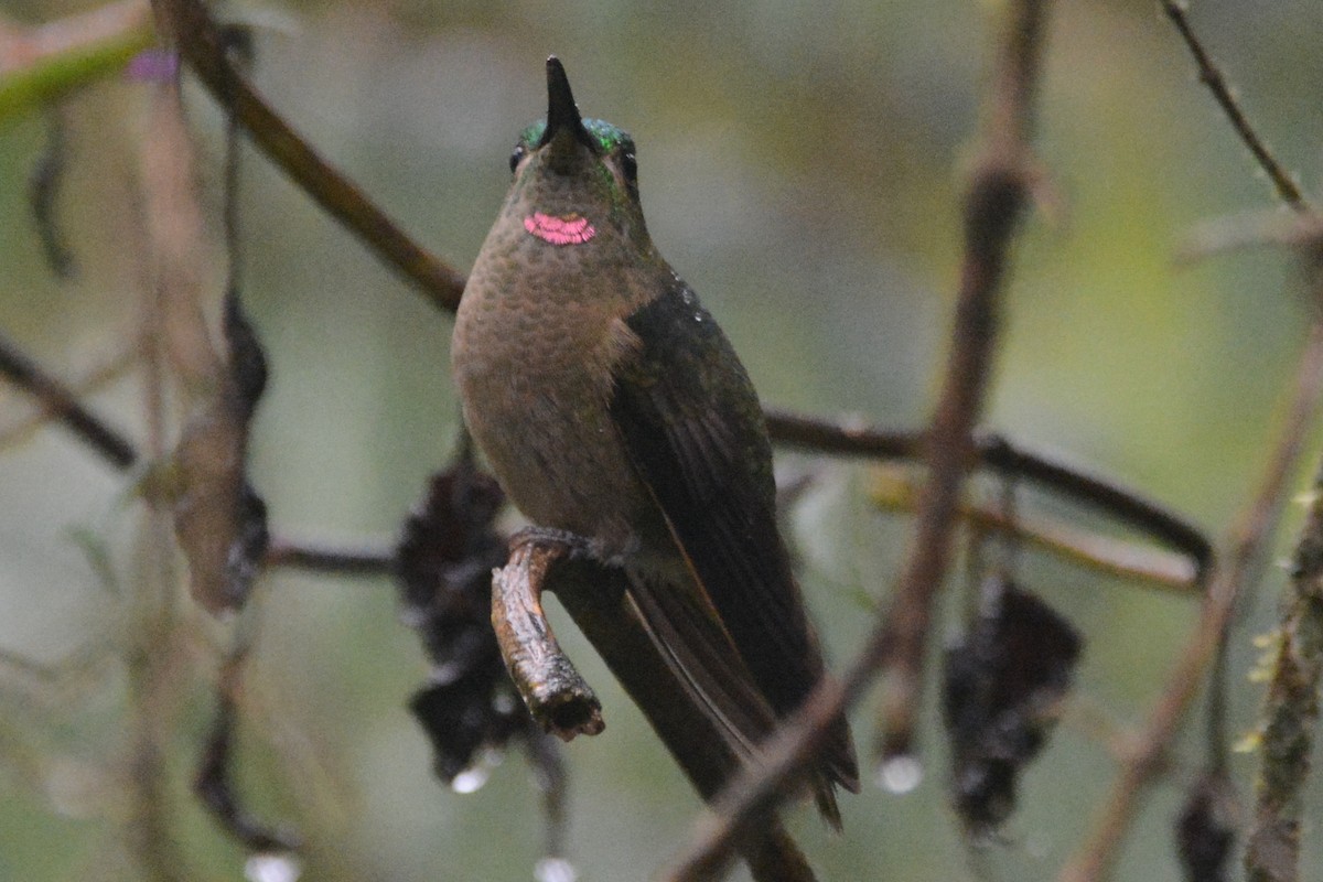kolibřík hnědobřichý - ML614202596