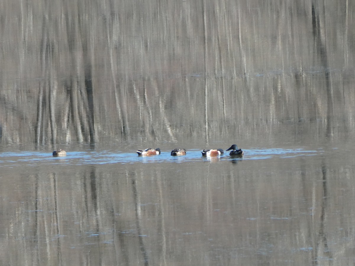 Northern Shoveler - ML614202622