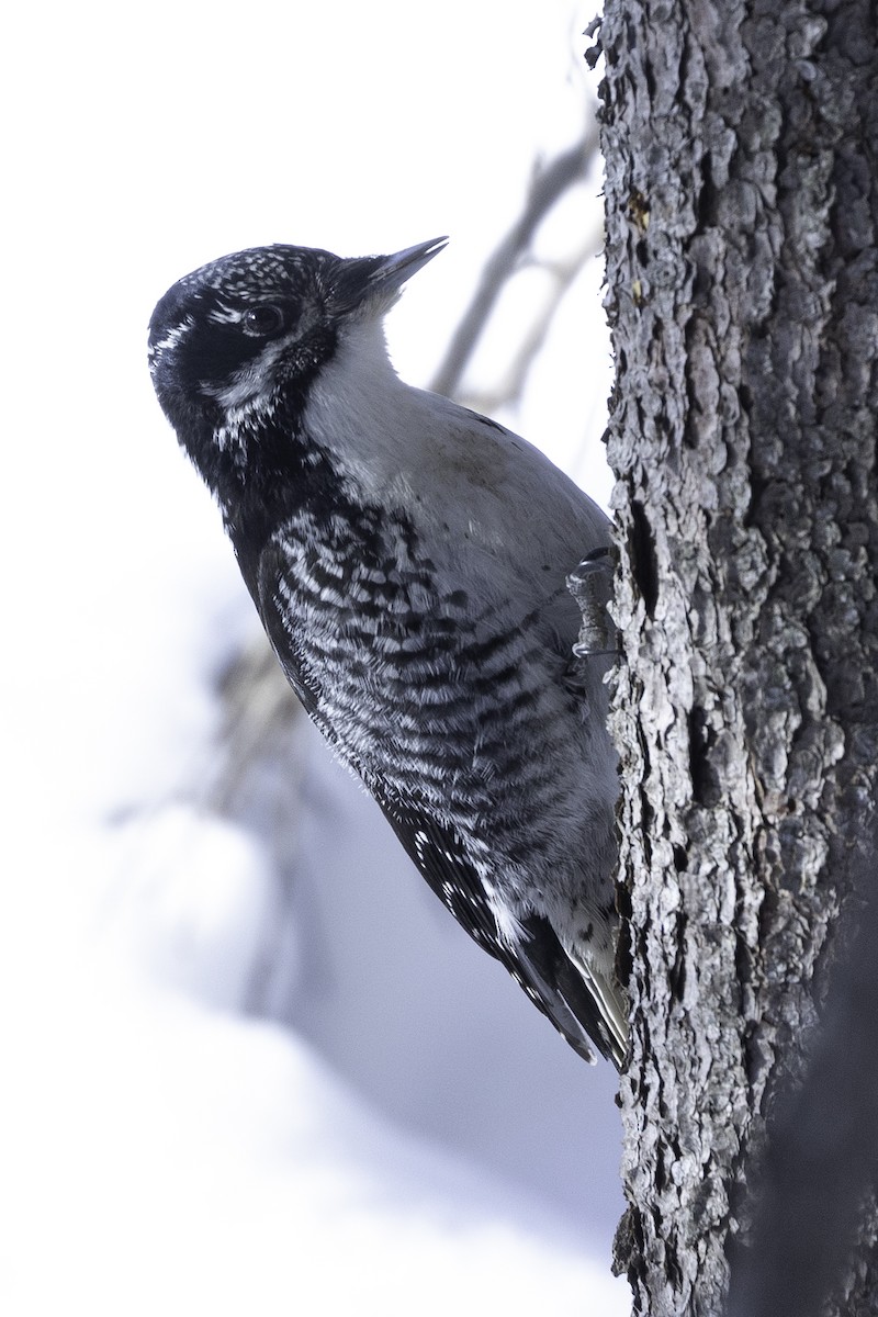 アメリカミユビゲラ - ML614202706