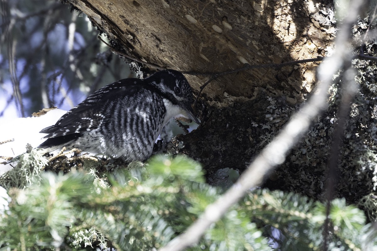 アメリカミユビゲラ - ML614202707