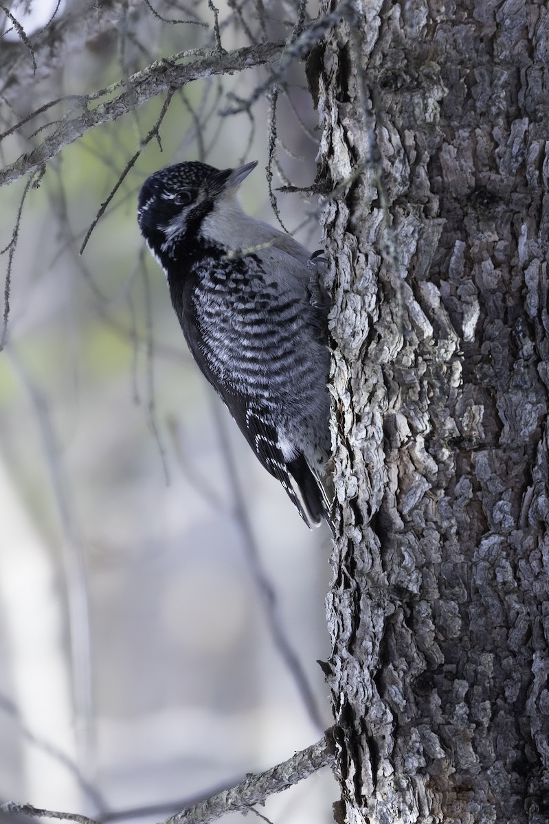 アメリカミユビゲラ - ML614202708