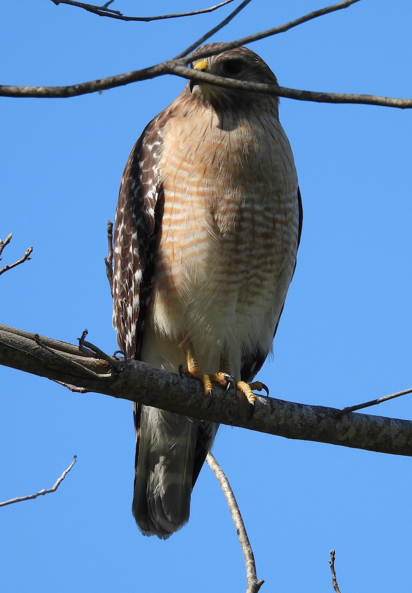 Red-shouldered Hawk - ML614202710