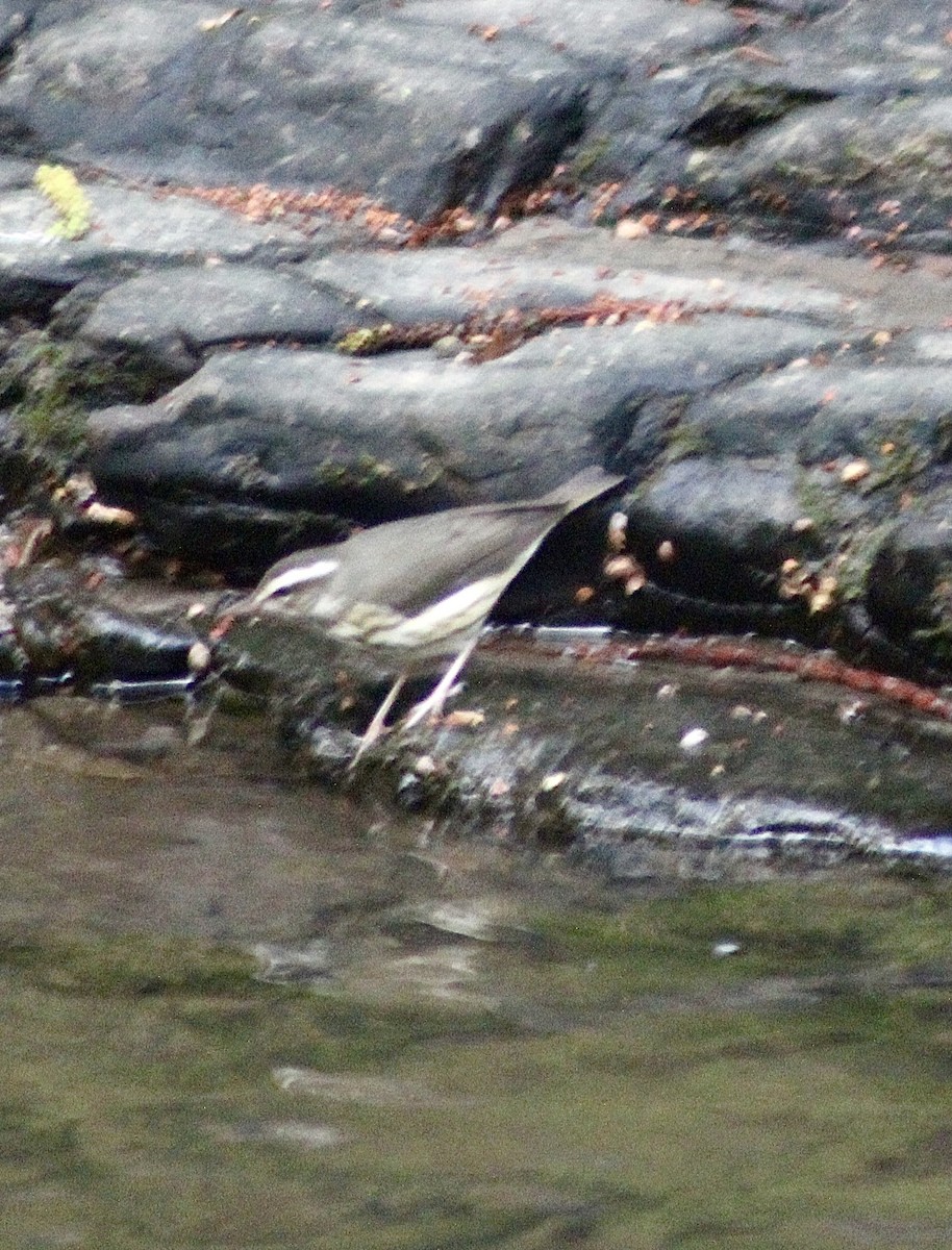 Louisiana Waterthrush - John Robinson