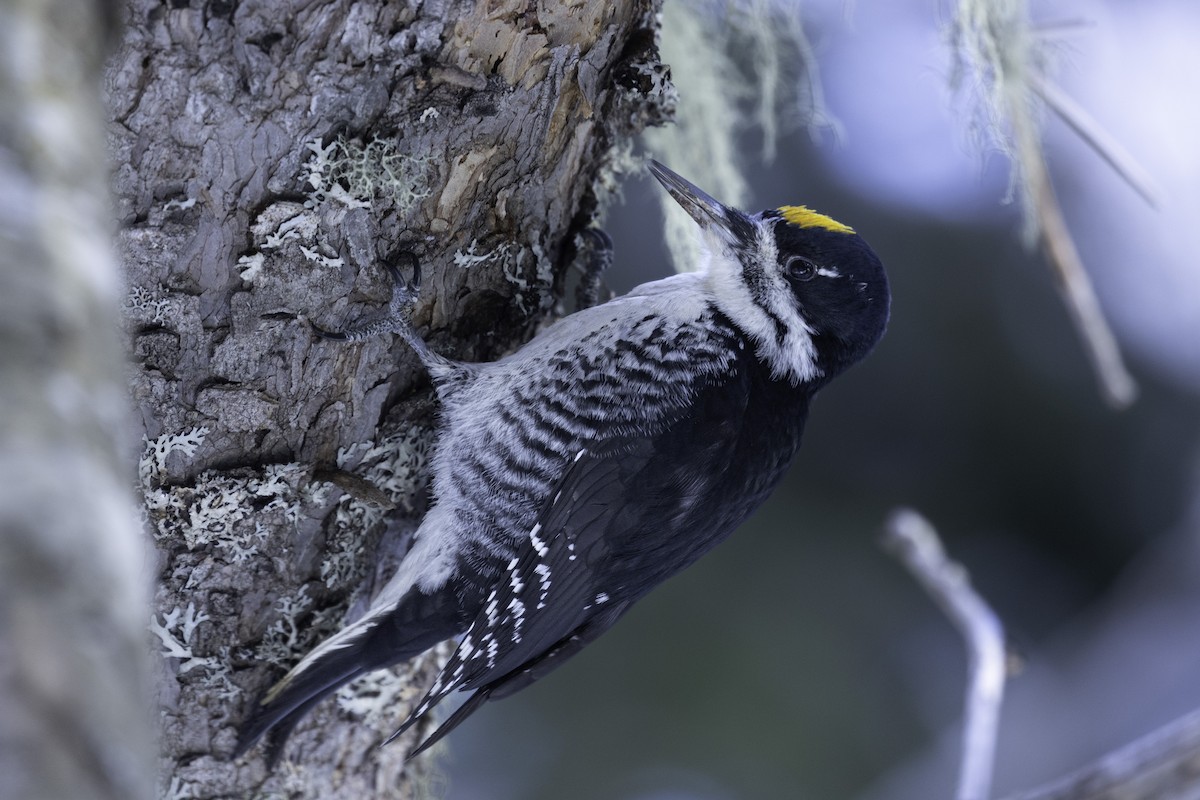 セグロミユビゲラ - ML614202715