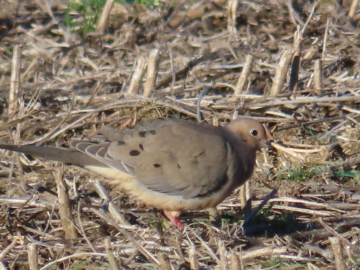 Mourning Dove - ML614202779