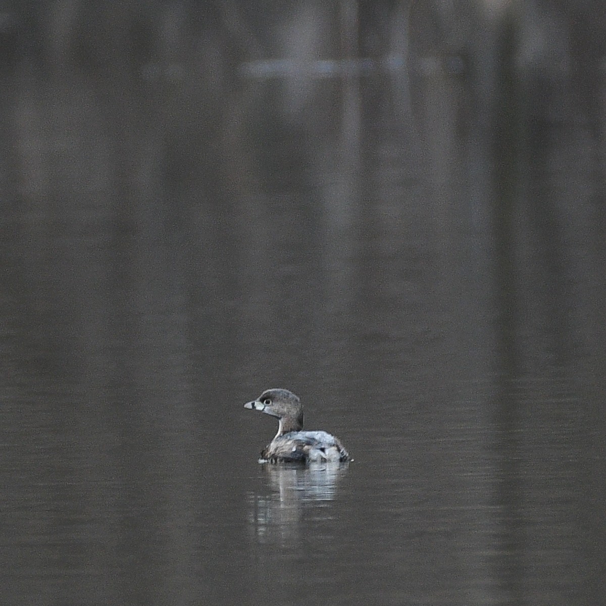 Pied-billed Grebe - ML614202811