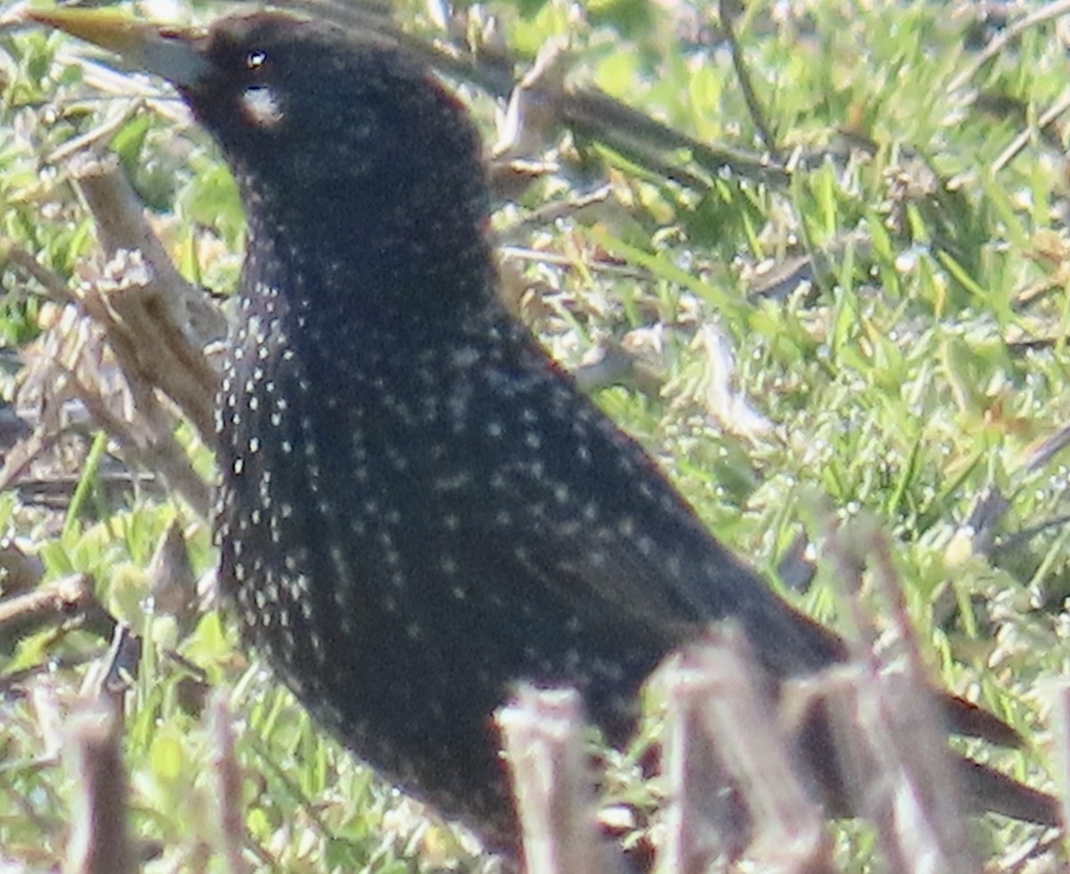 European Starling - ML614202865