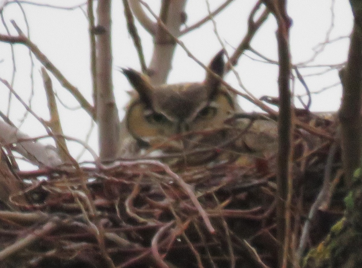 Great Horned Owl - ML614202883