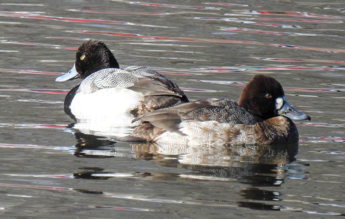 Lesser Scaup - ML614202920