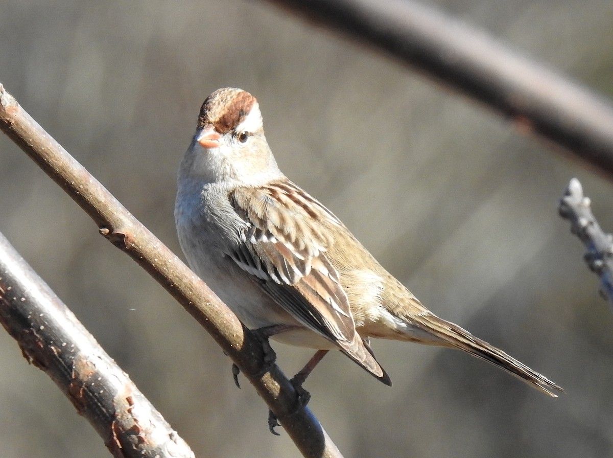 White-crowned Sparrow - ML614202944