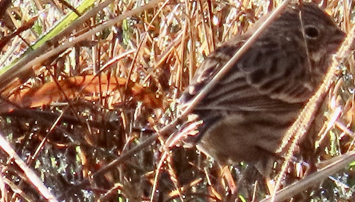 Vesper Sparrow - ML614202945