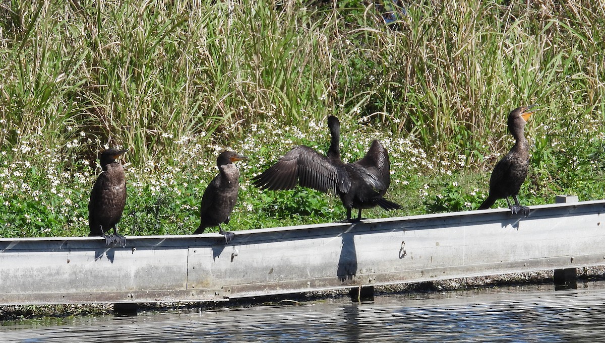 Cormoran à aigrettes - ML614202954