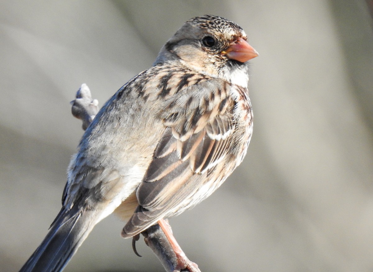 Harris's Sparrow - ML614202972