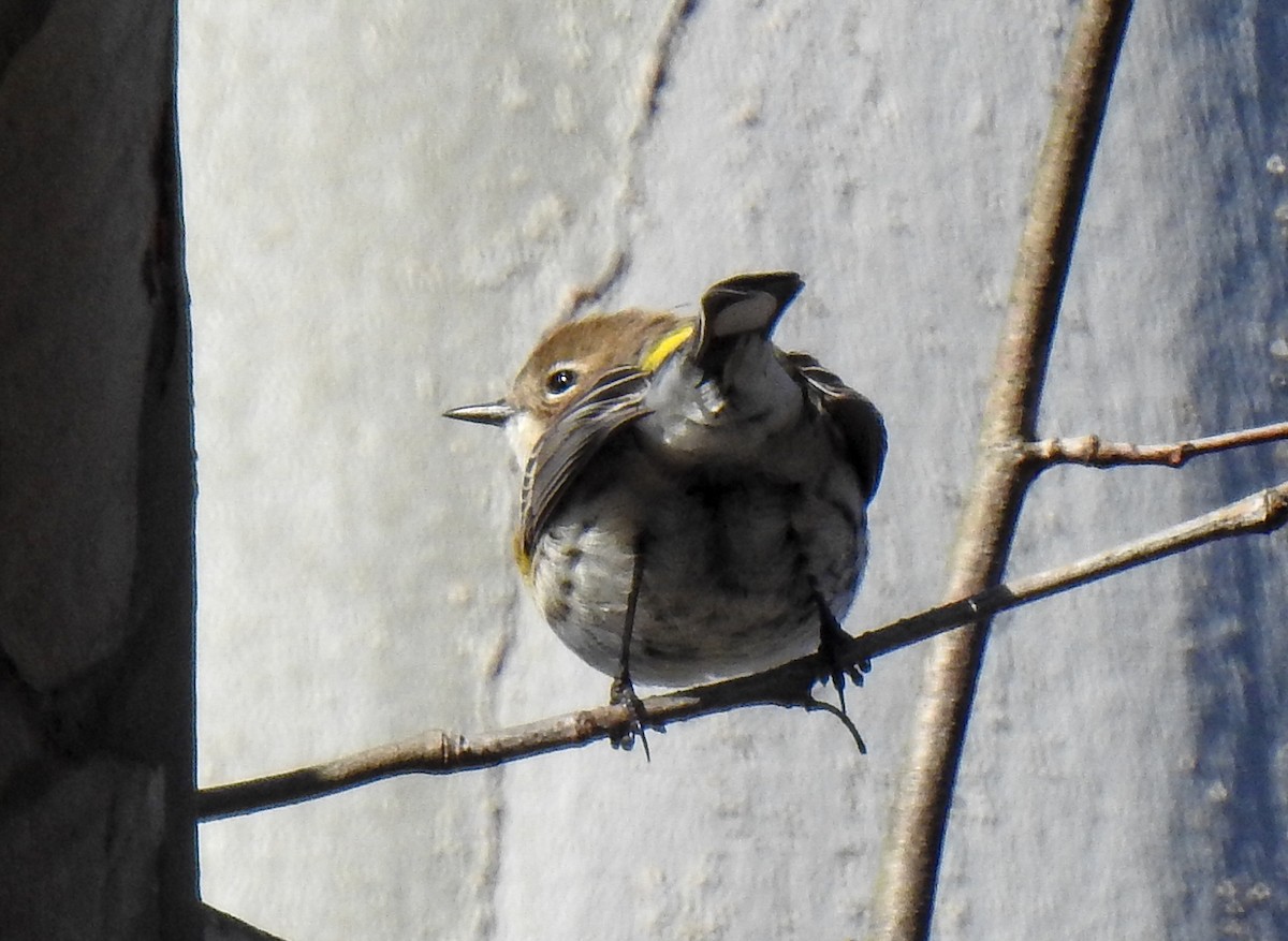 Yellow-rumped Warbler - ML614202983