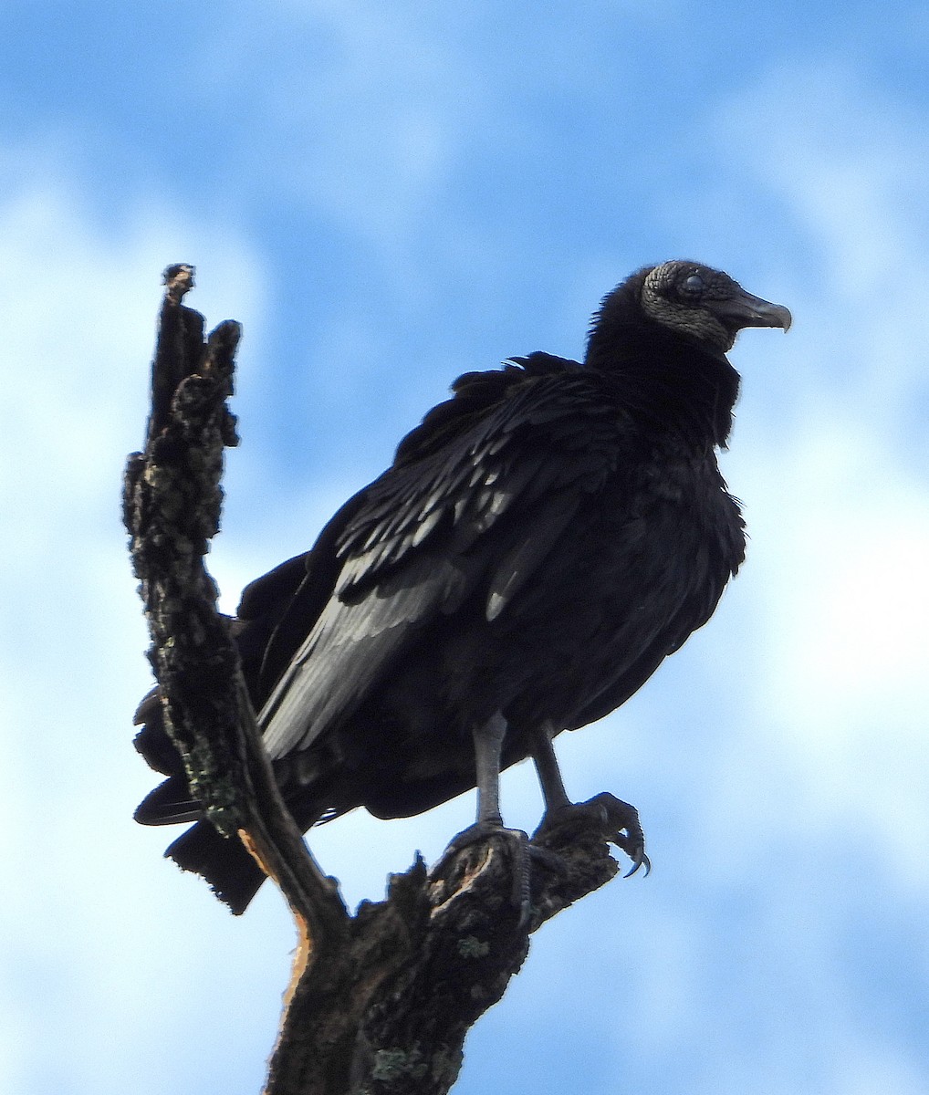 Black Vulture - ML614203017
