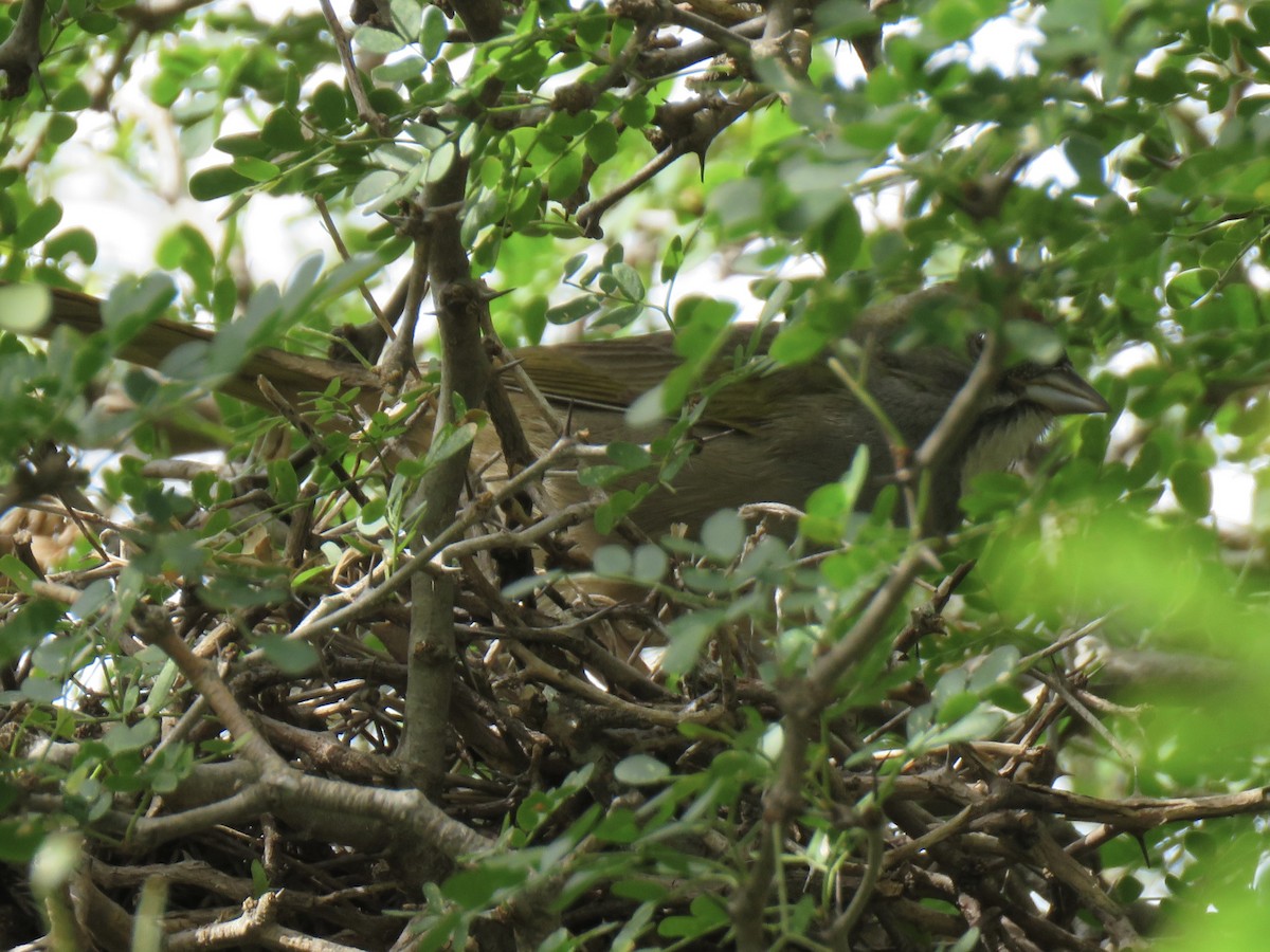 Green-tailed Towhee - Jeffrey Bryant