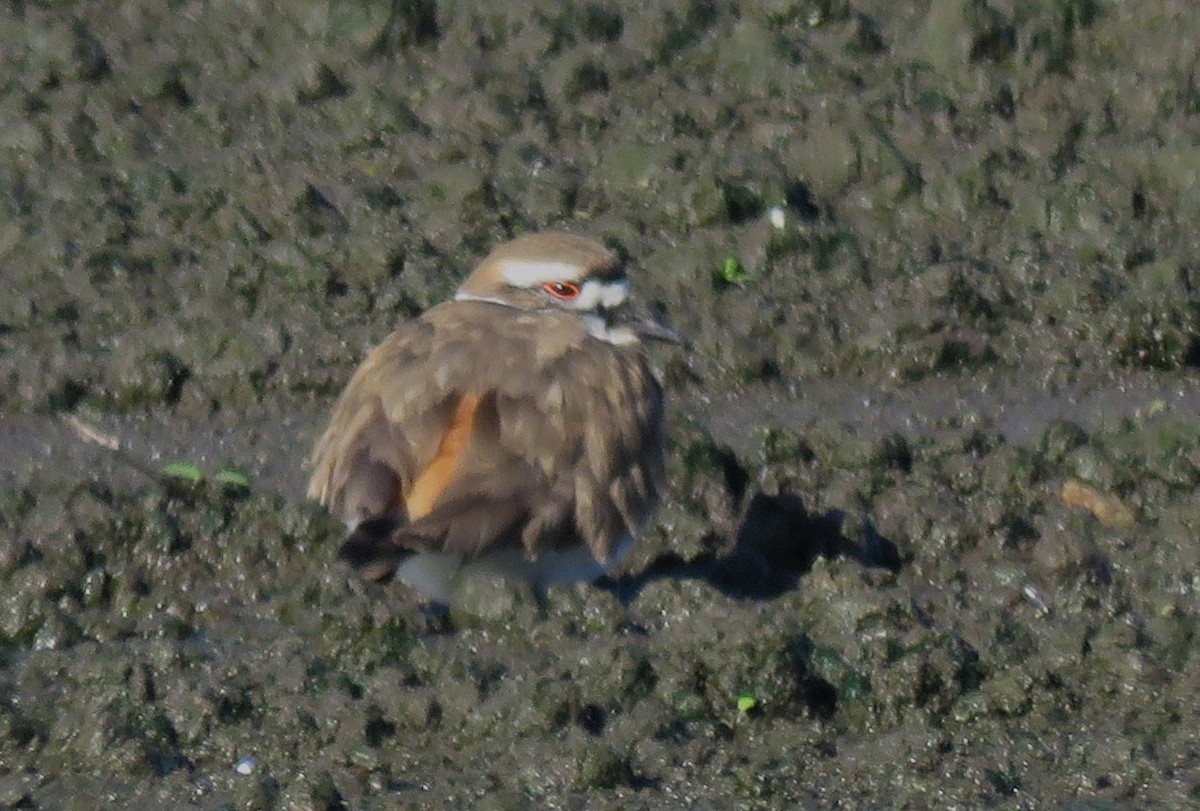 Killdeer - Chris Conard