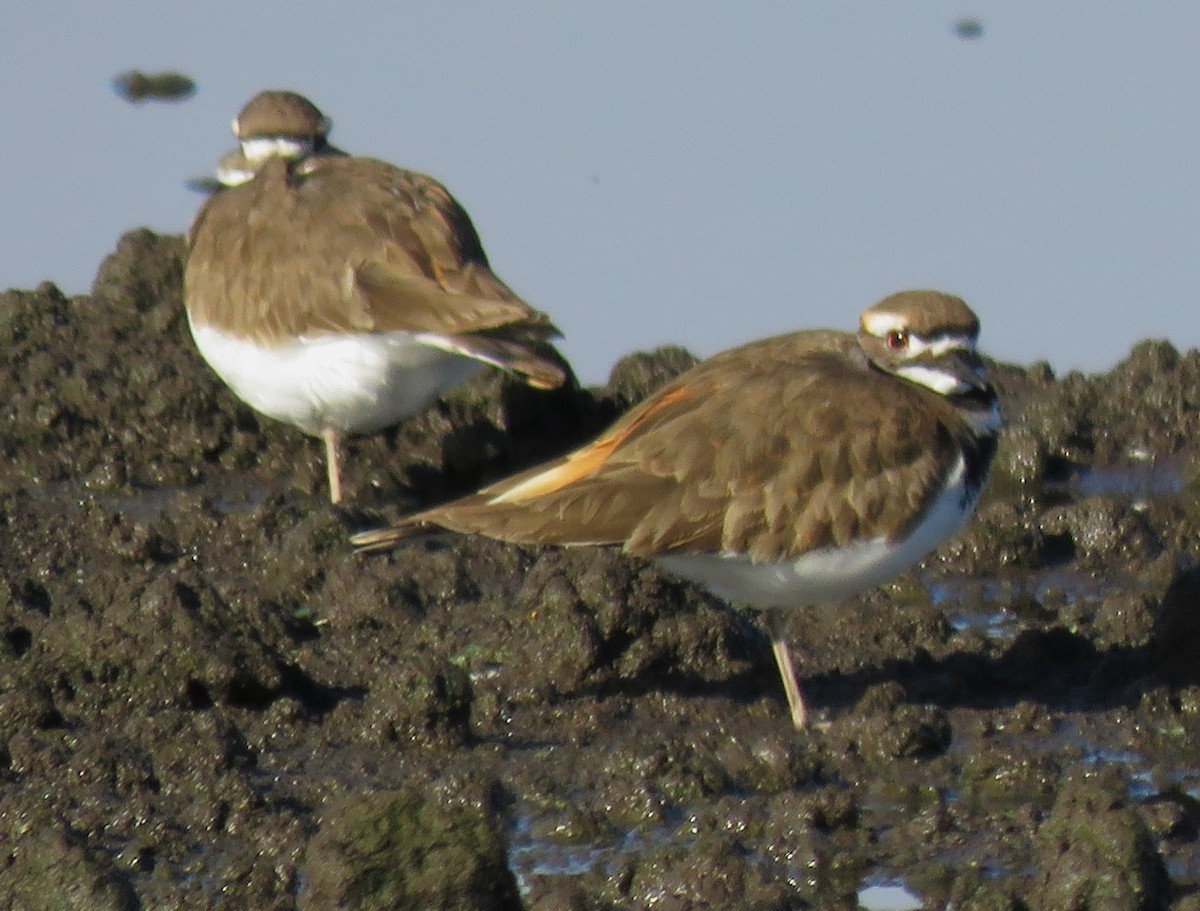 Killdeer - Chris Conard