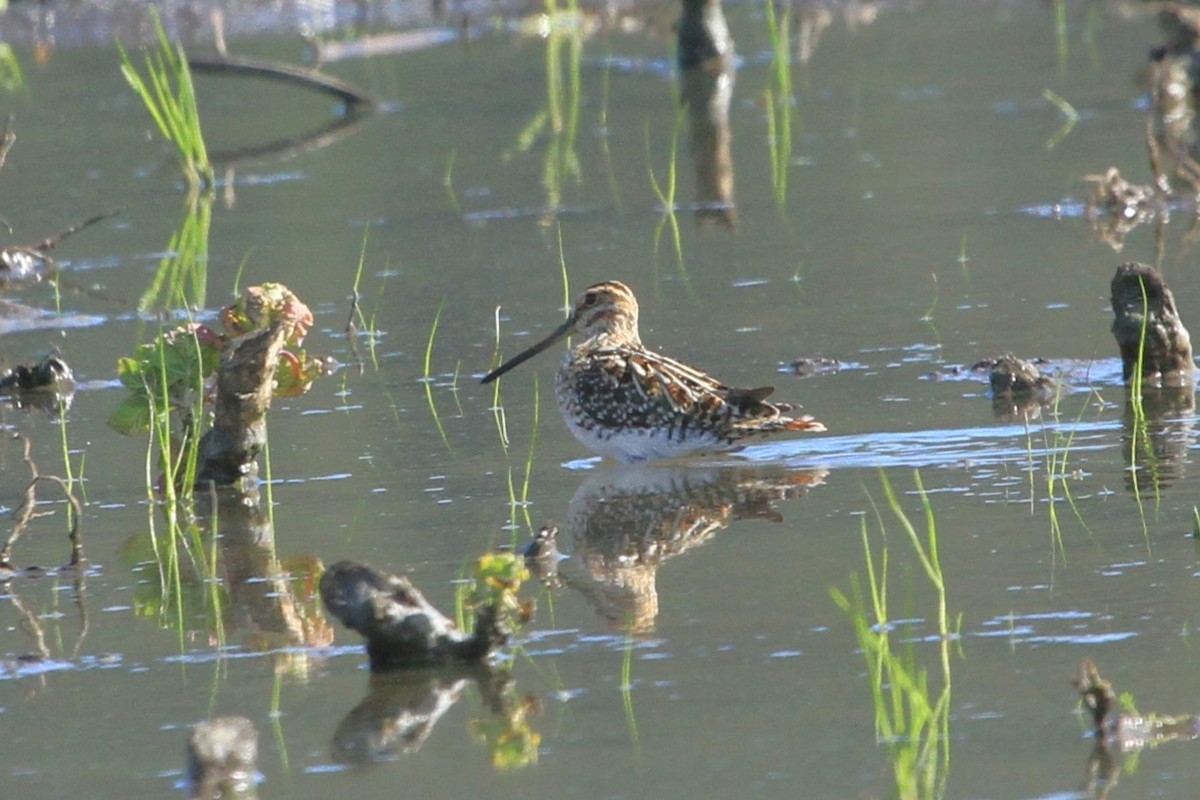 Wilson's Snipe - ML614203090