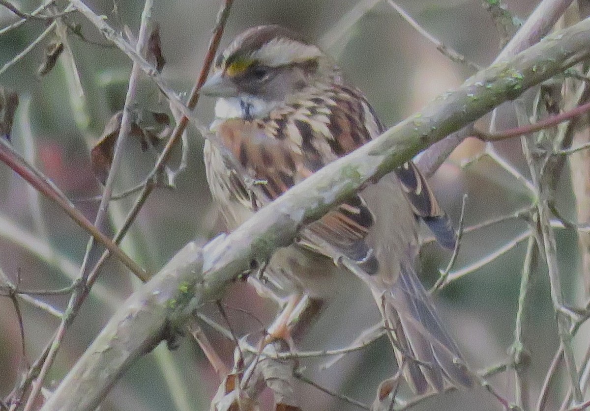 White-throated Sparrow - Chris Conard