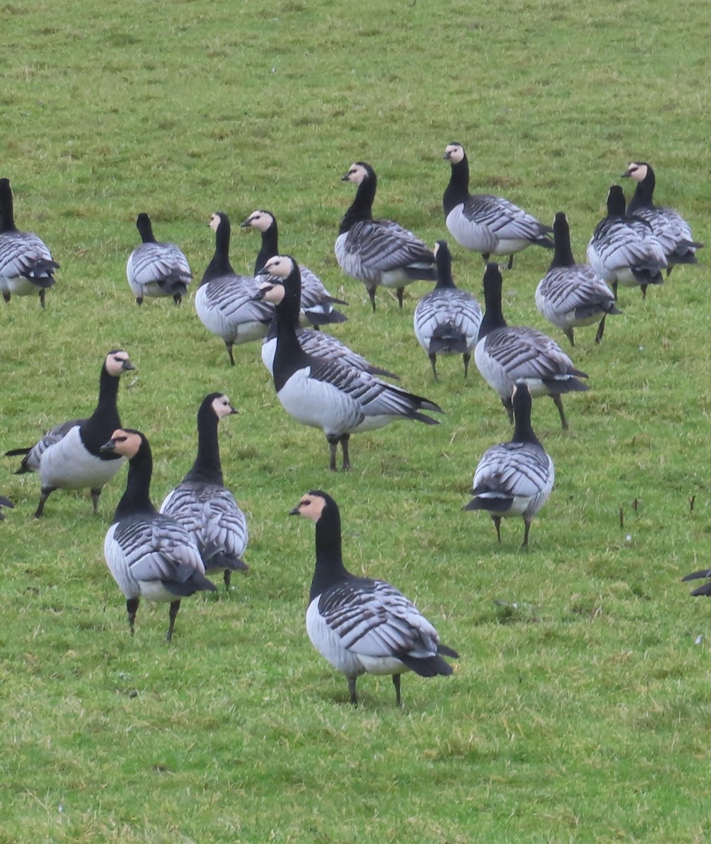 Barnacle Goose - ML614203133