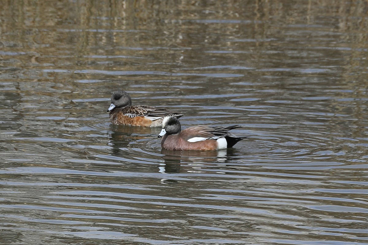 American Wigeon - Don Brode