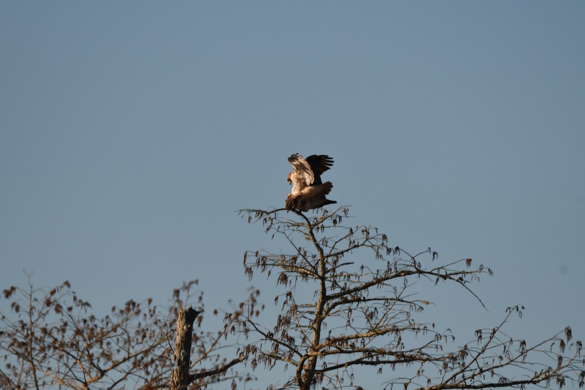 Red-tailed Hawk - ML614203146