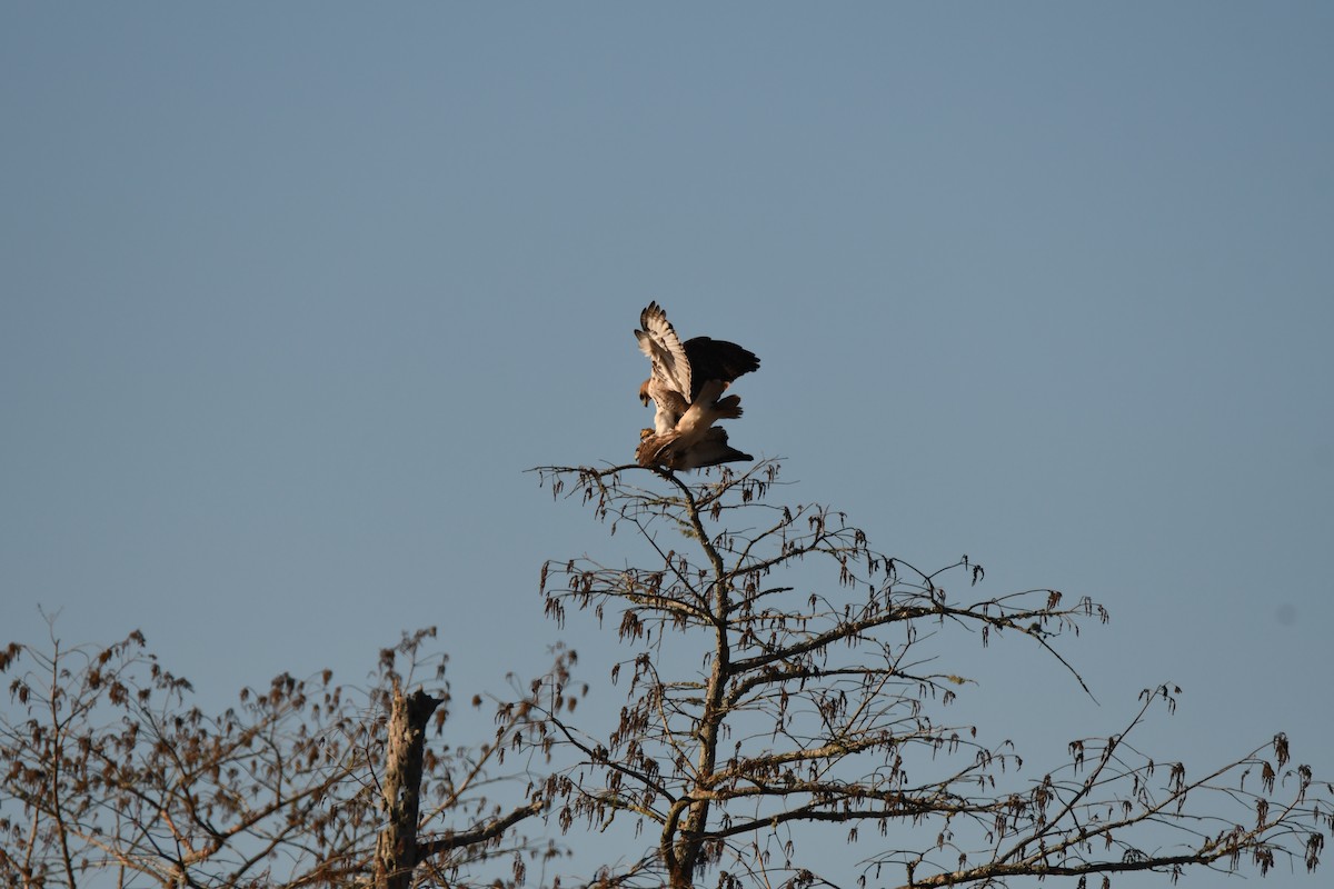 Red-tailed Hawk - ML614203147