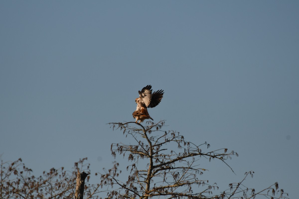 Red-tailed Hawk - ML614203148