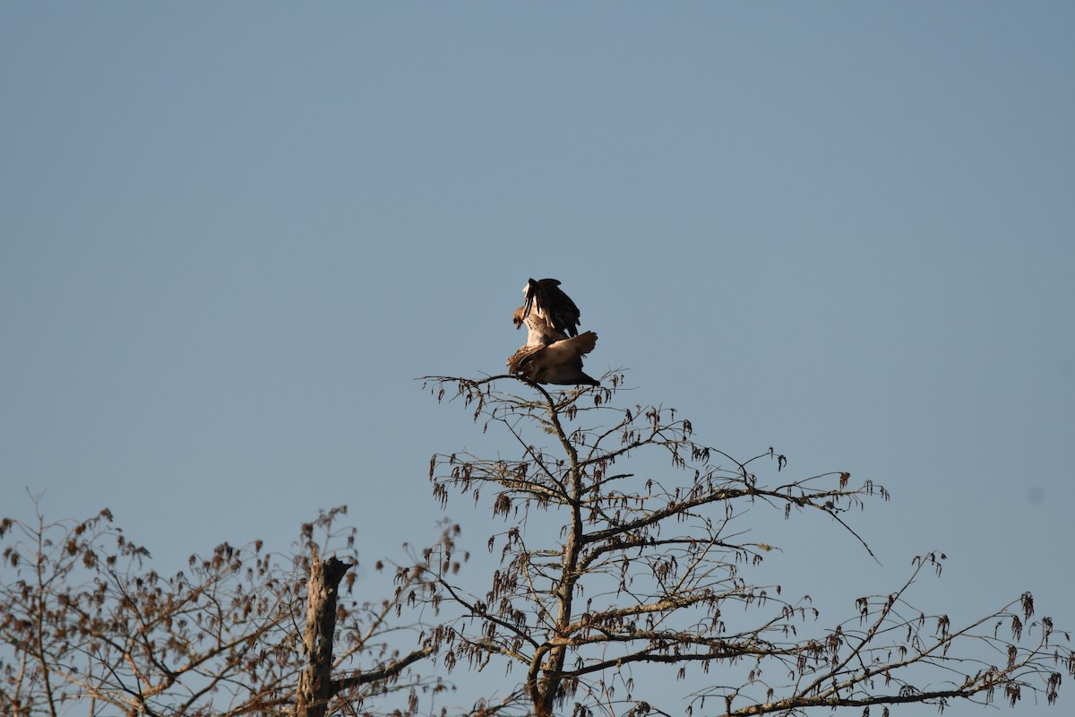 Red-tailed Hawk - ML614203149