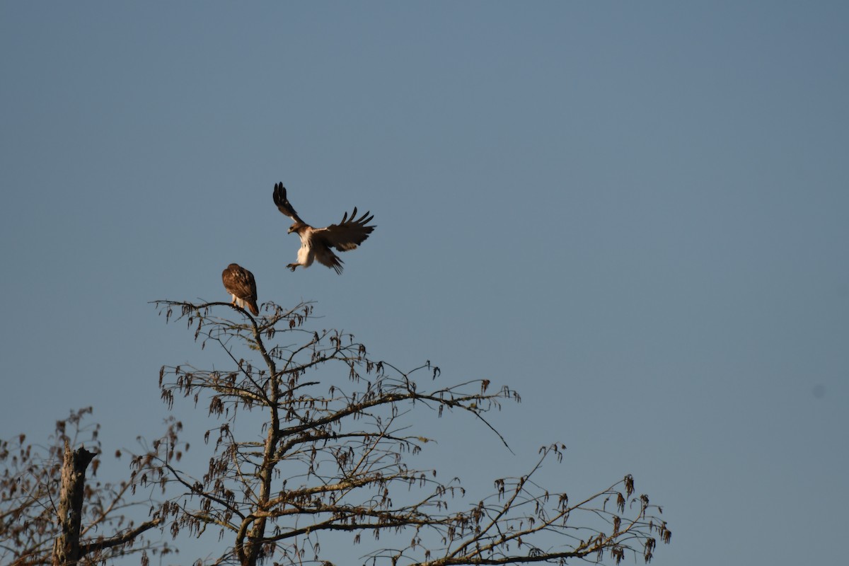 Red-tailed Hawk - ML614203150