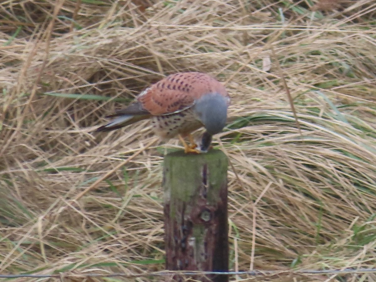 Eurasian Kestrel - ML614203162