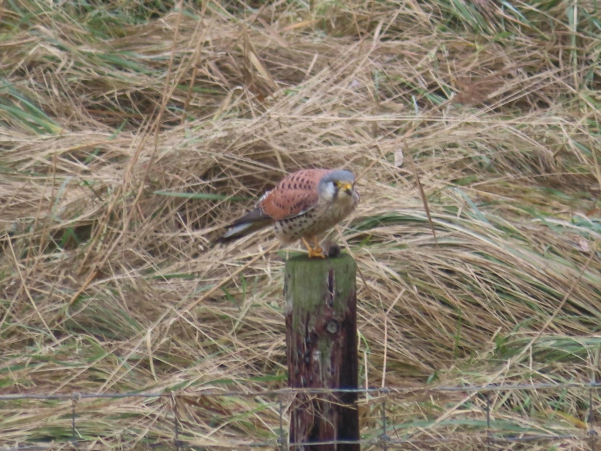 Eurasian Kestrel - ML614203163