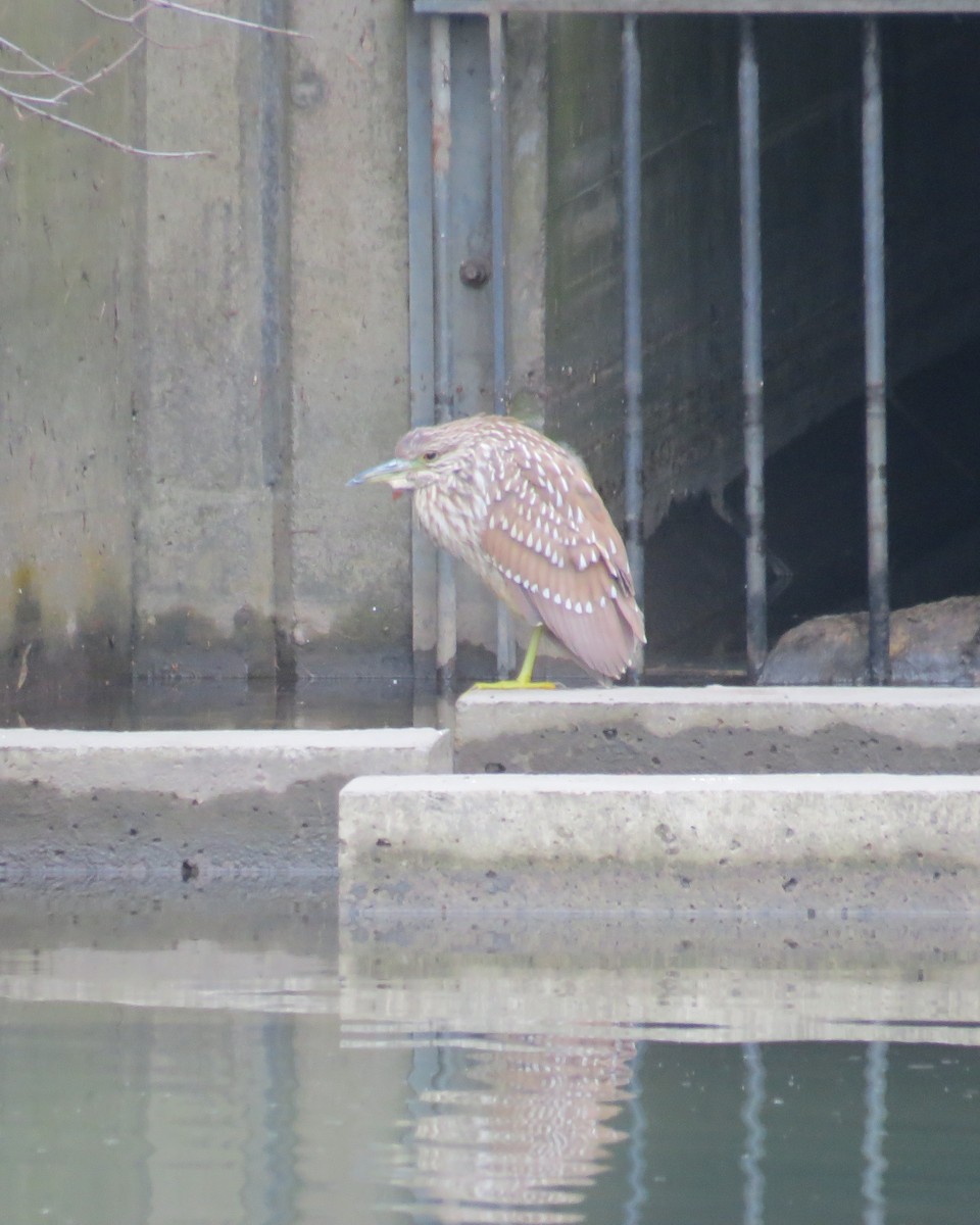 Black-crowned Night Heron - ML614203174