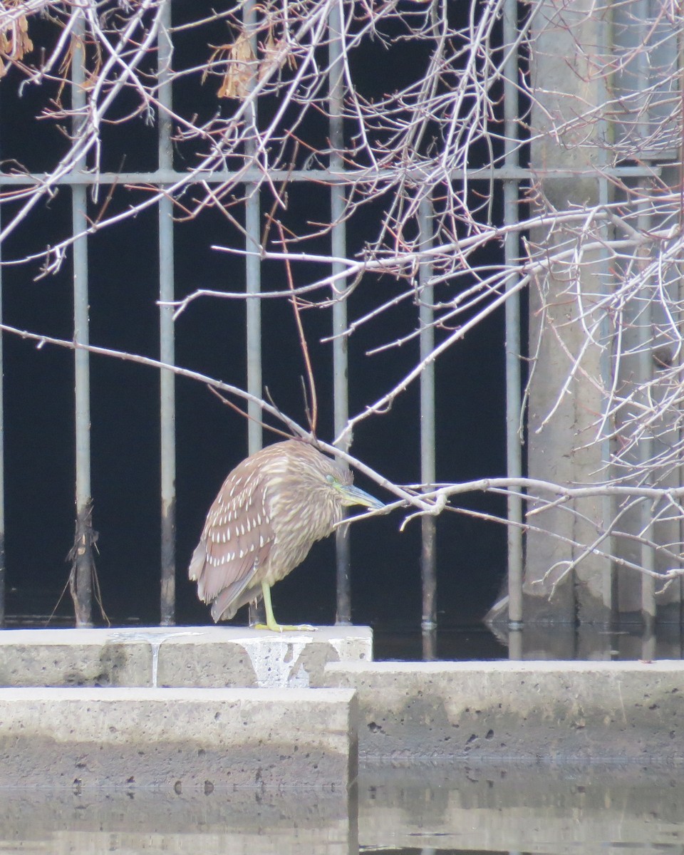 Black-crowned Night Heron - ML614203175