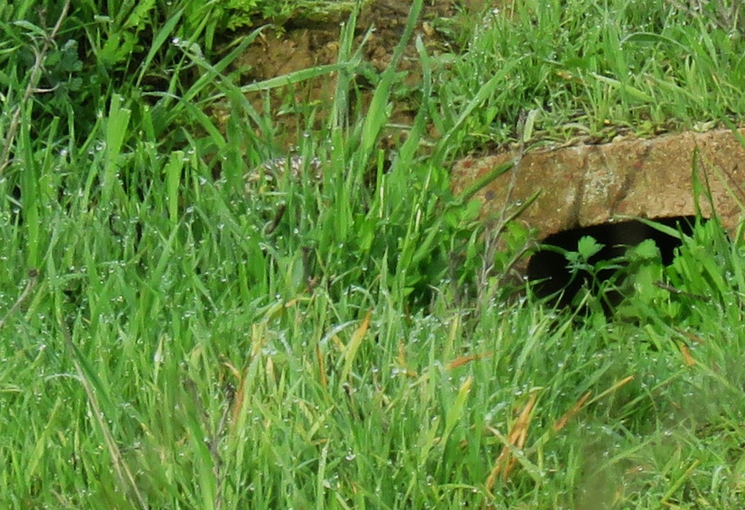 Burrowing Owl - ML614203217