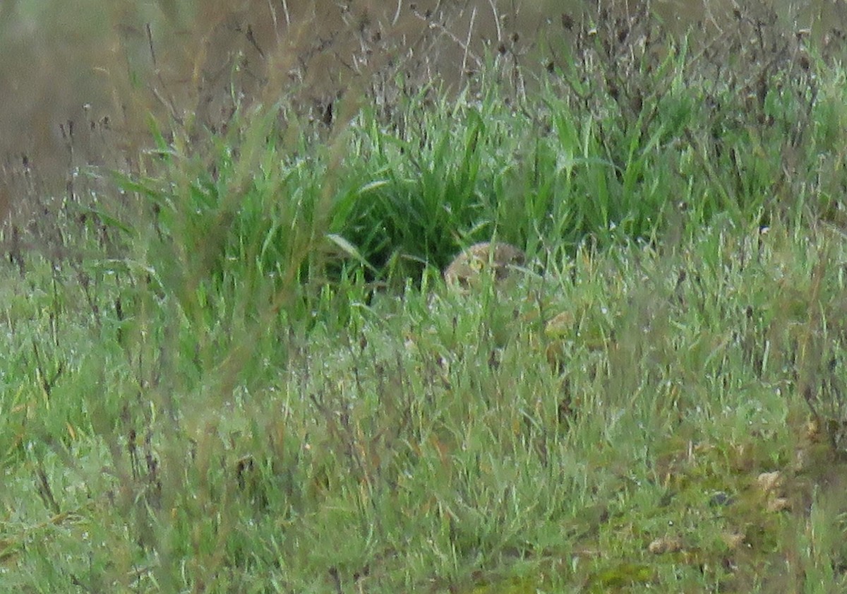 Burrowing Owl - ML614203218