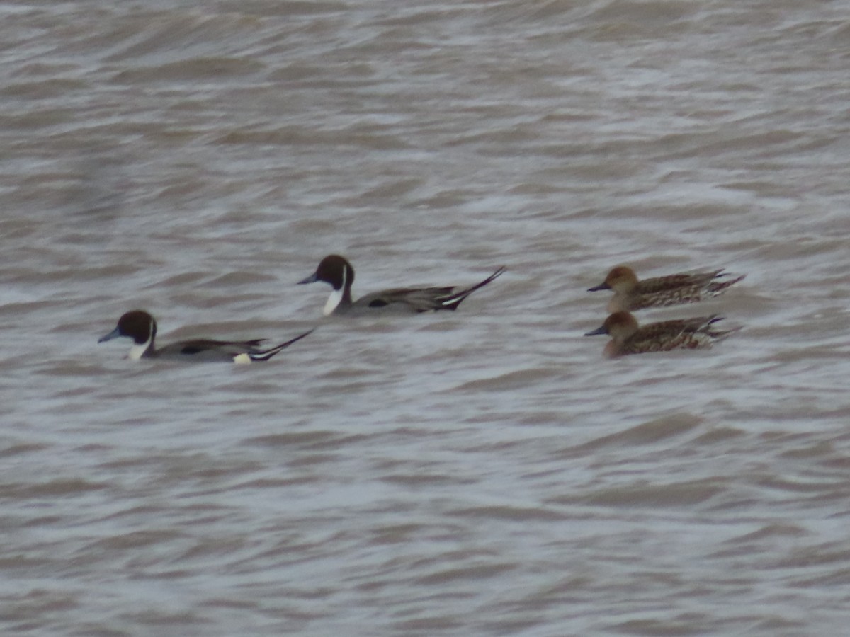 Northern Pintail - Horst Onken