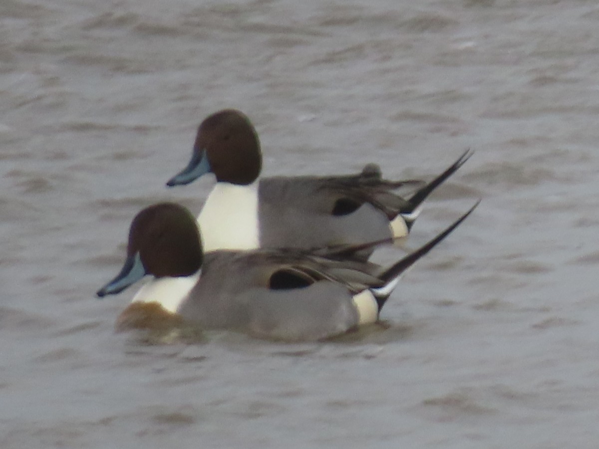 Northern Pintail - Horst Onken