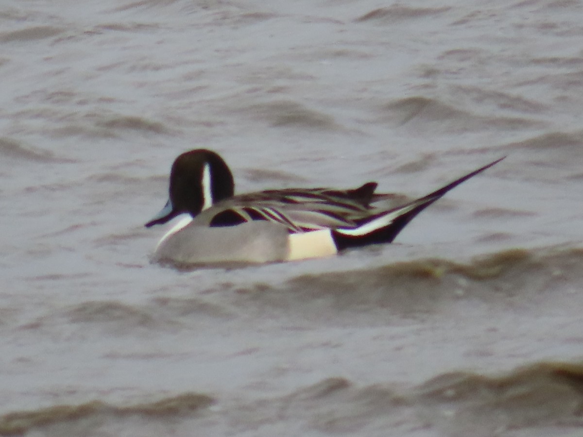 Northern Pintail - Horst Onken