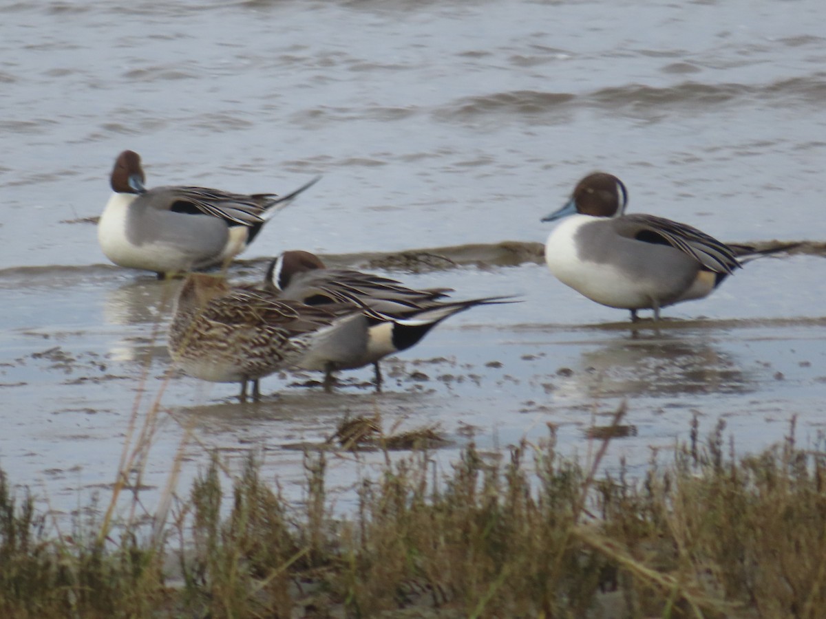 Northern Pintail - Horst Onken