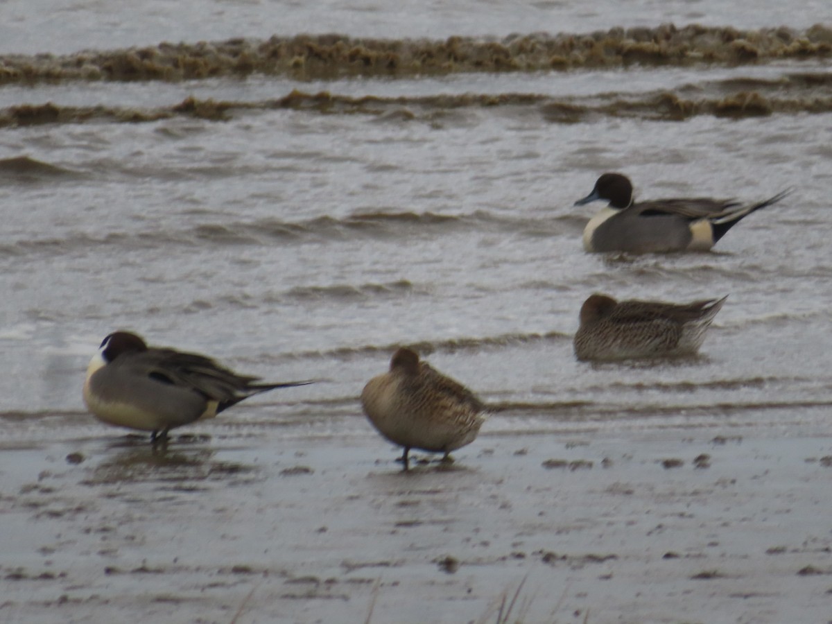 Northern Pintail - Horst Onken