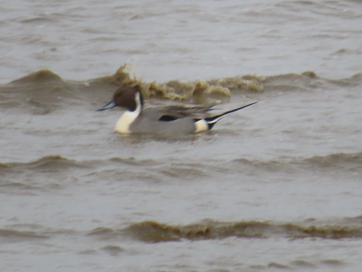 Northern Pintail - Horst Onken