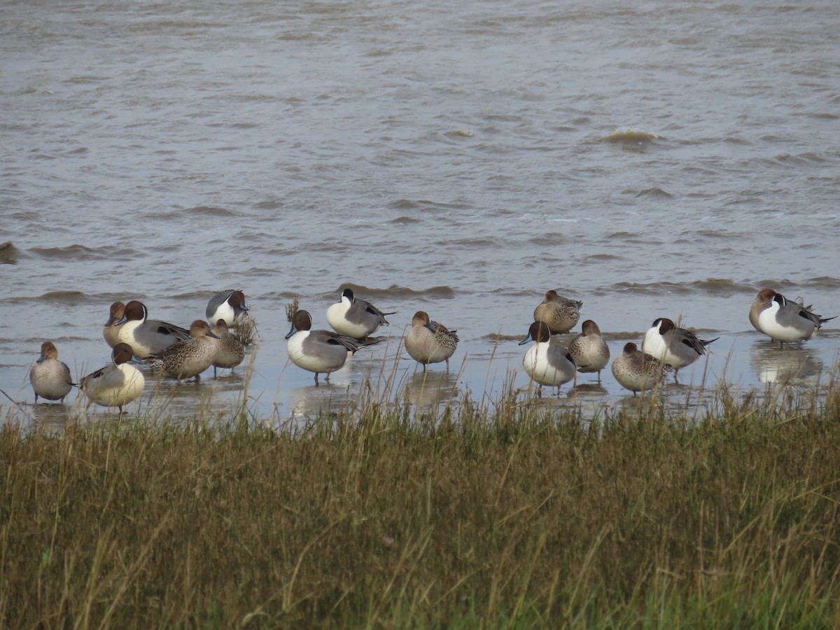 Northern Pintail - Horst Onken