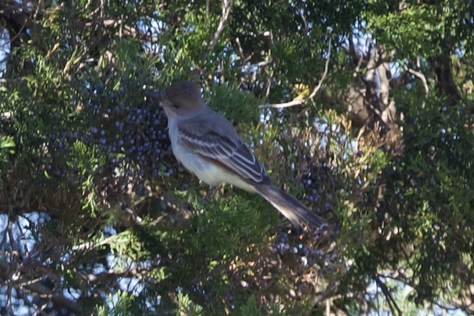 Ash-throated Flycatcher - ML614203369