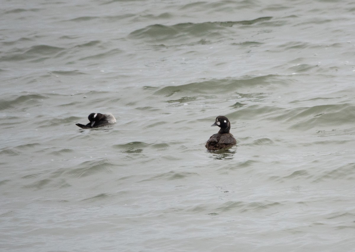 Harlequin Duck - Kim Tomko