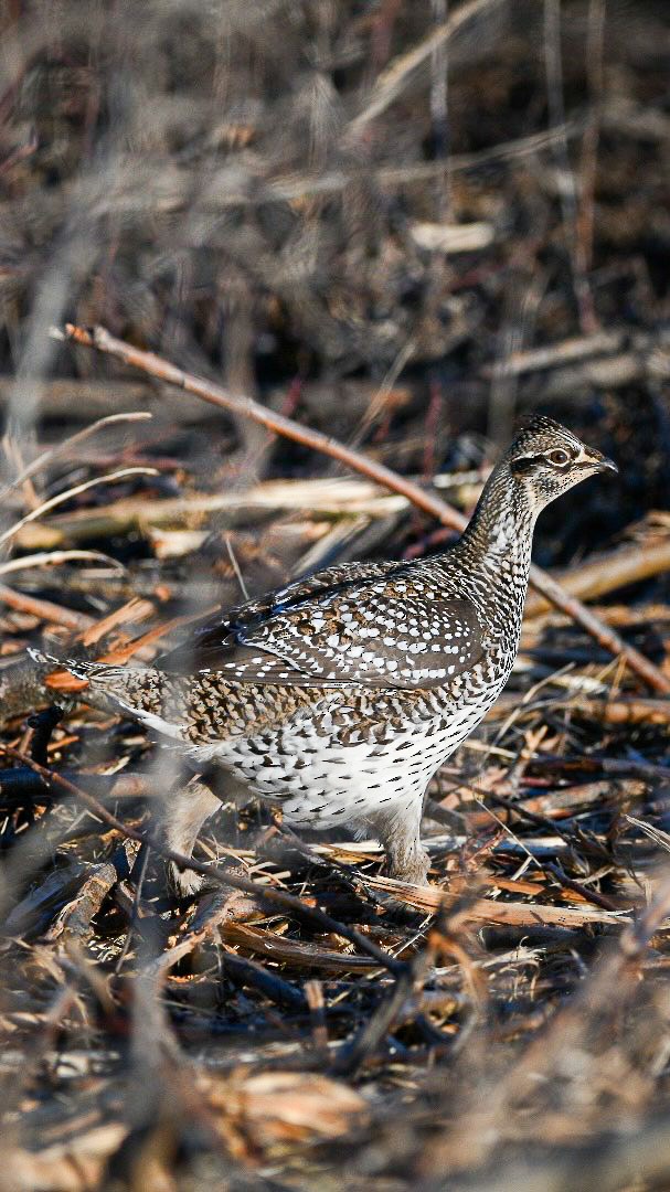 Sharp-tailed Grouse - ML614203387