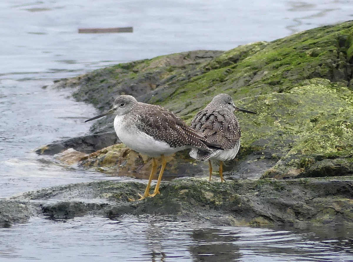 Greater Yellowlegs - ML614203395