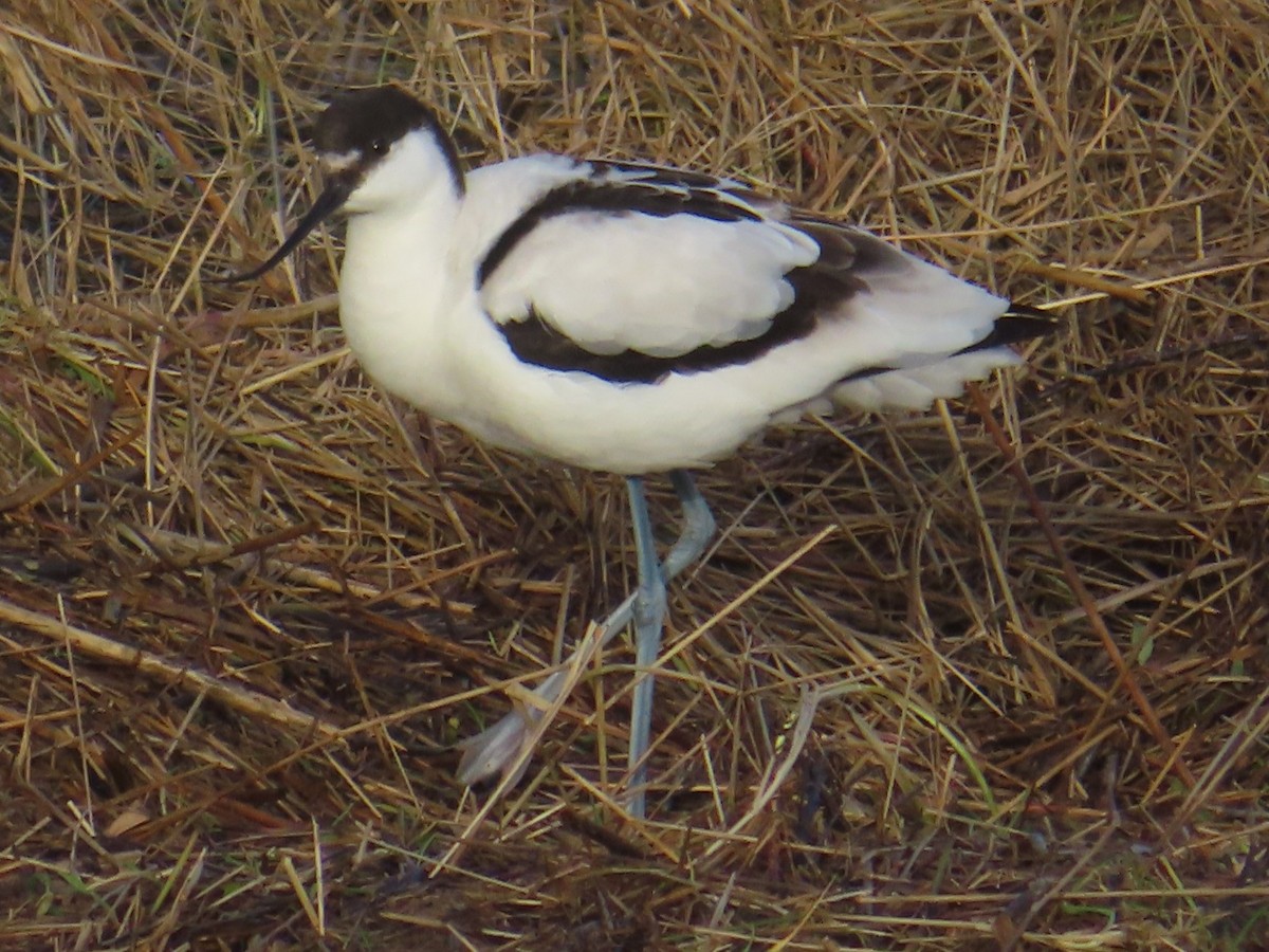 Pied Avocet - ML614203432