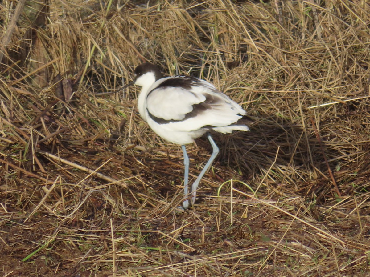 Pied Avocet - ML614203434